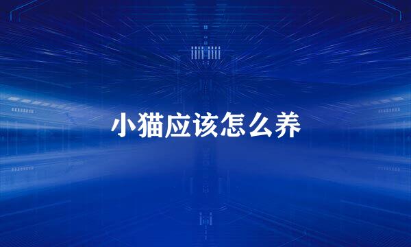 小猫应该怎么养