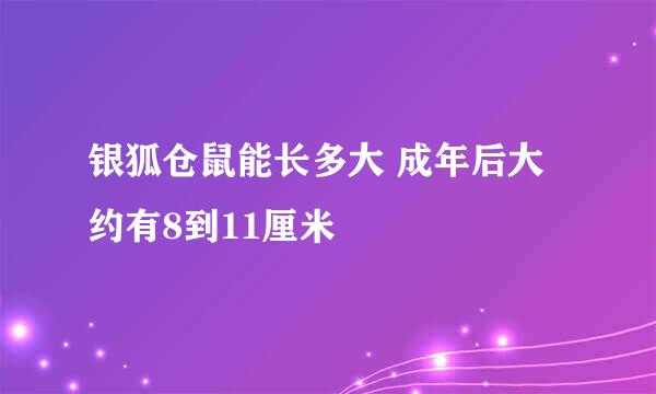 银狐仓鼠能长多大 成年后大约有8到11厘米