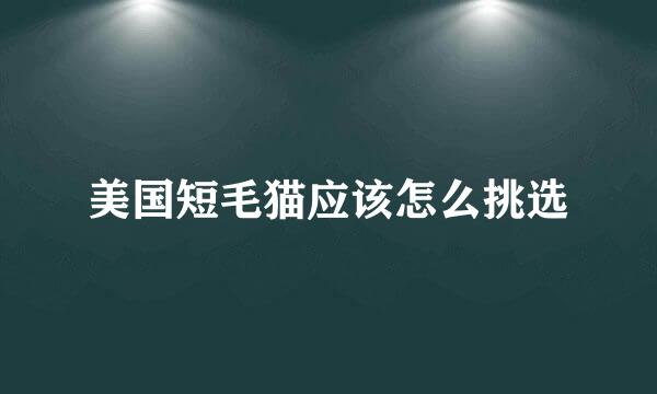 美国短毛猫应该怎么挑选