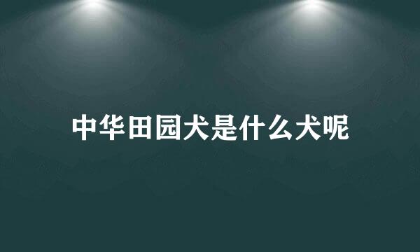 中华田园犬是什么犬呢