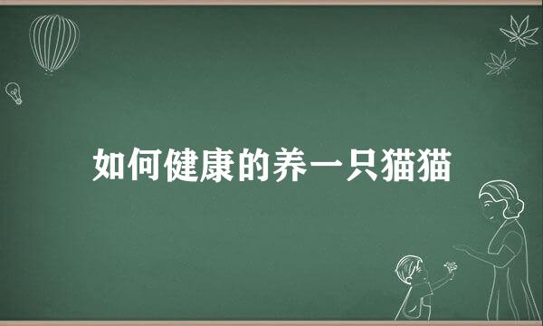 如何健康的养一只猫猫