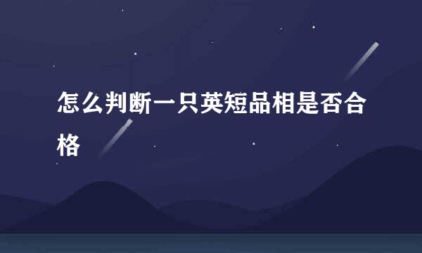 怎么判断一只英短品相是否合格
