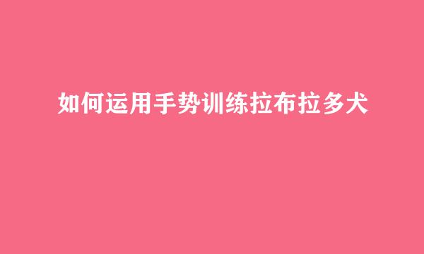 如何运用手势训练拉布拉多犬