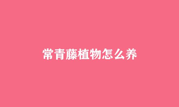 常青藤植物怎么养