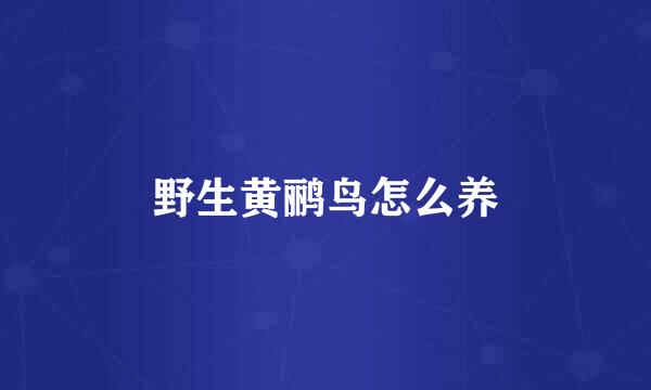 野生黄鹂鸟怎么养