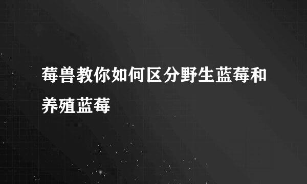 莓兽教你如何区分野生蓝莓和养殖蓝莓