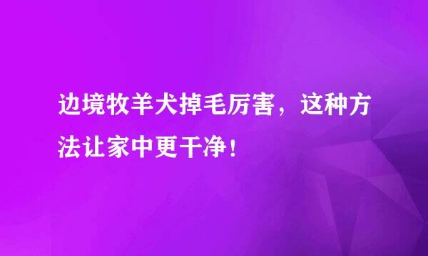 边境牧羊犬掉毛厉害，这种方法让家中更干净！