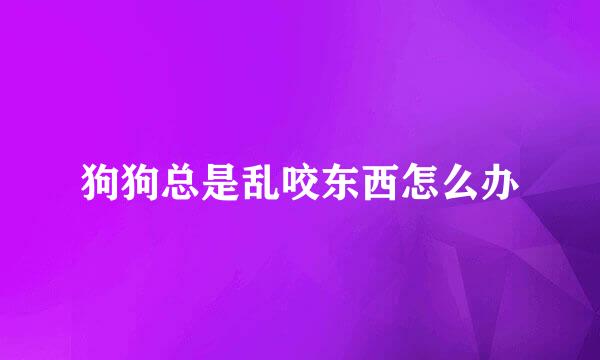 狗狗总是乱咬东西怎么办
