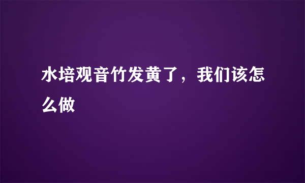 水培观音竹发黄了,我们该怎么做