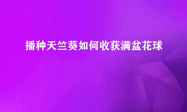 播种天竺葵如何收获满盆花球