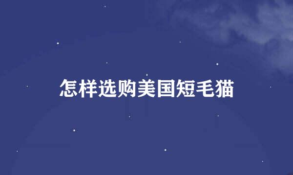 怎样选购美国短毛猫