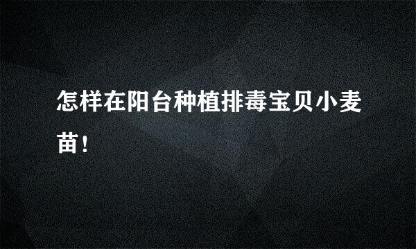 怎样在阳台种植排毒宝贝小麦苗！