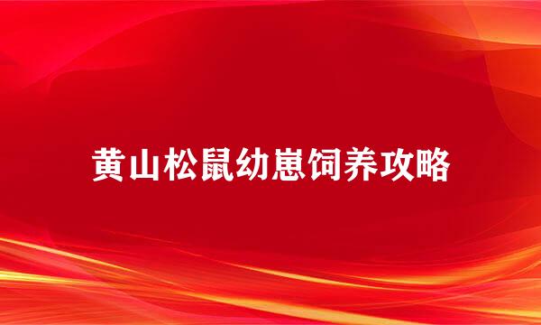 黄山松鼠幼崽饲养攻略