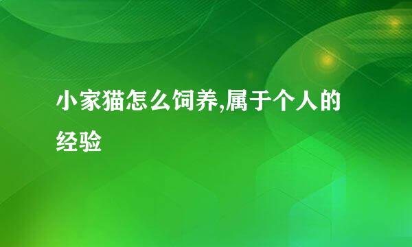 小家猫怎么饲养,属于个人的经验