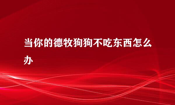 当你的德牧狗狗不吃东西怎么办