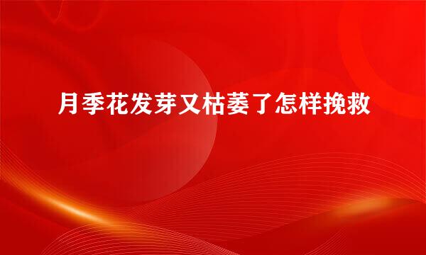 月季花发芽又枯萎了怎样挽救