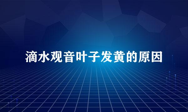 滴水观音叶子发黄的原因