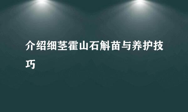 介绍细茎霍山石斛苗与养护技巧