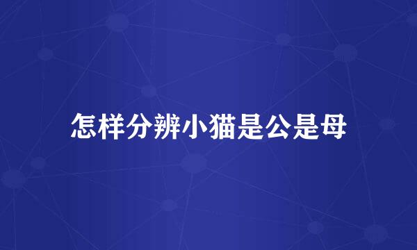 怎样分辨小猫是公是母