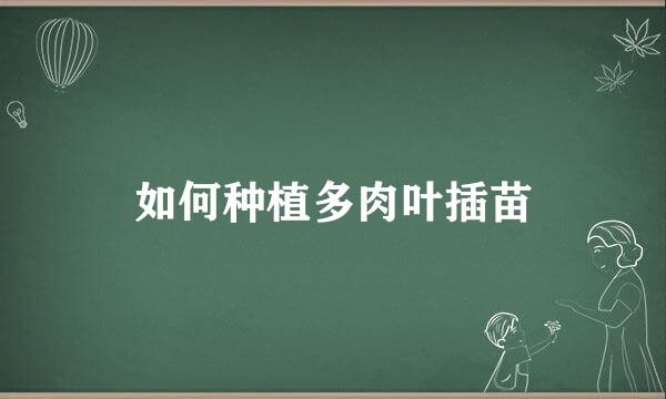 如何种植多肉叶插苗