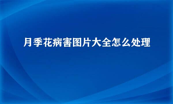 月季花病害图片大全怎么处理