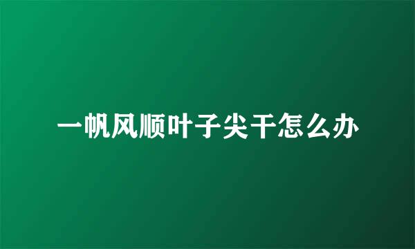 一帆风顺叶子尖干怎么办