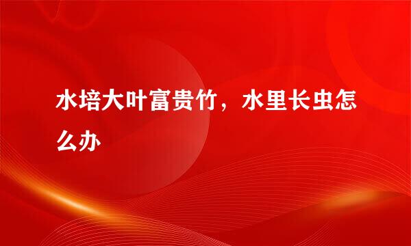 水培大叶富贵竹，水里长虫怎么办