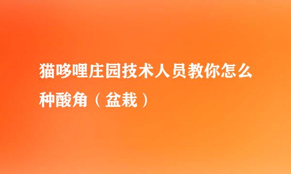 猫哆哩庄园技术人员教你怎么种酸角(盆栽)