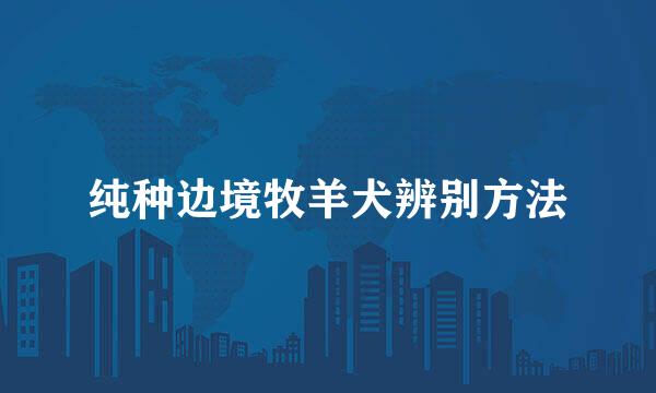 纯种边境牧羊犬辨别方法