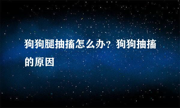 狗狗腿抽搐怎么办?狗狗抽搐的原因
