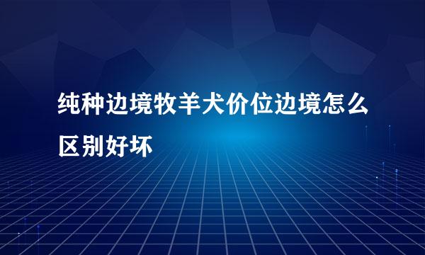 纯种边境牧羊犬价位边境怎么区别好坏